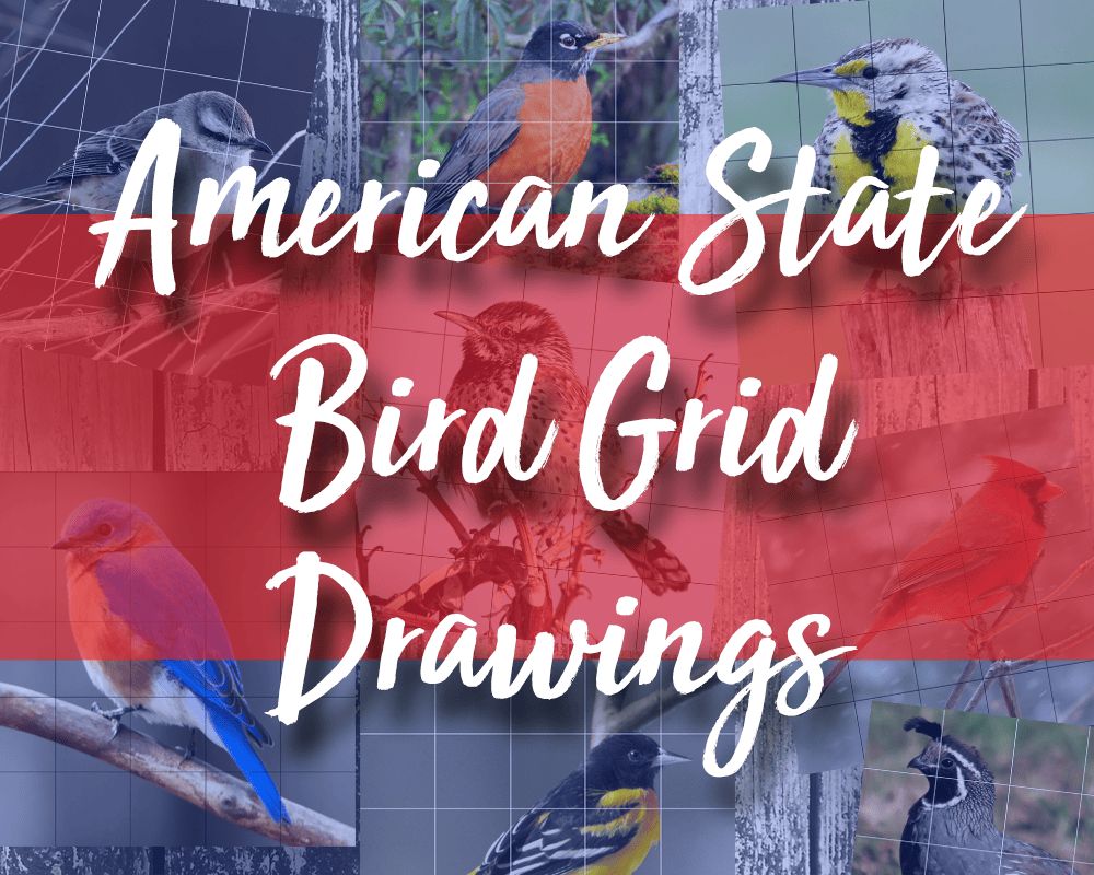 American State Bird Grid Drawings