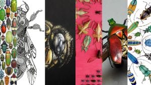 Artists Who Create Artworks of Insects