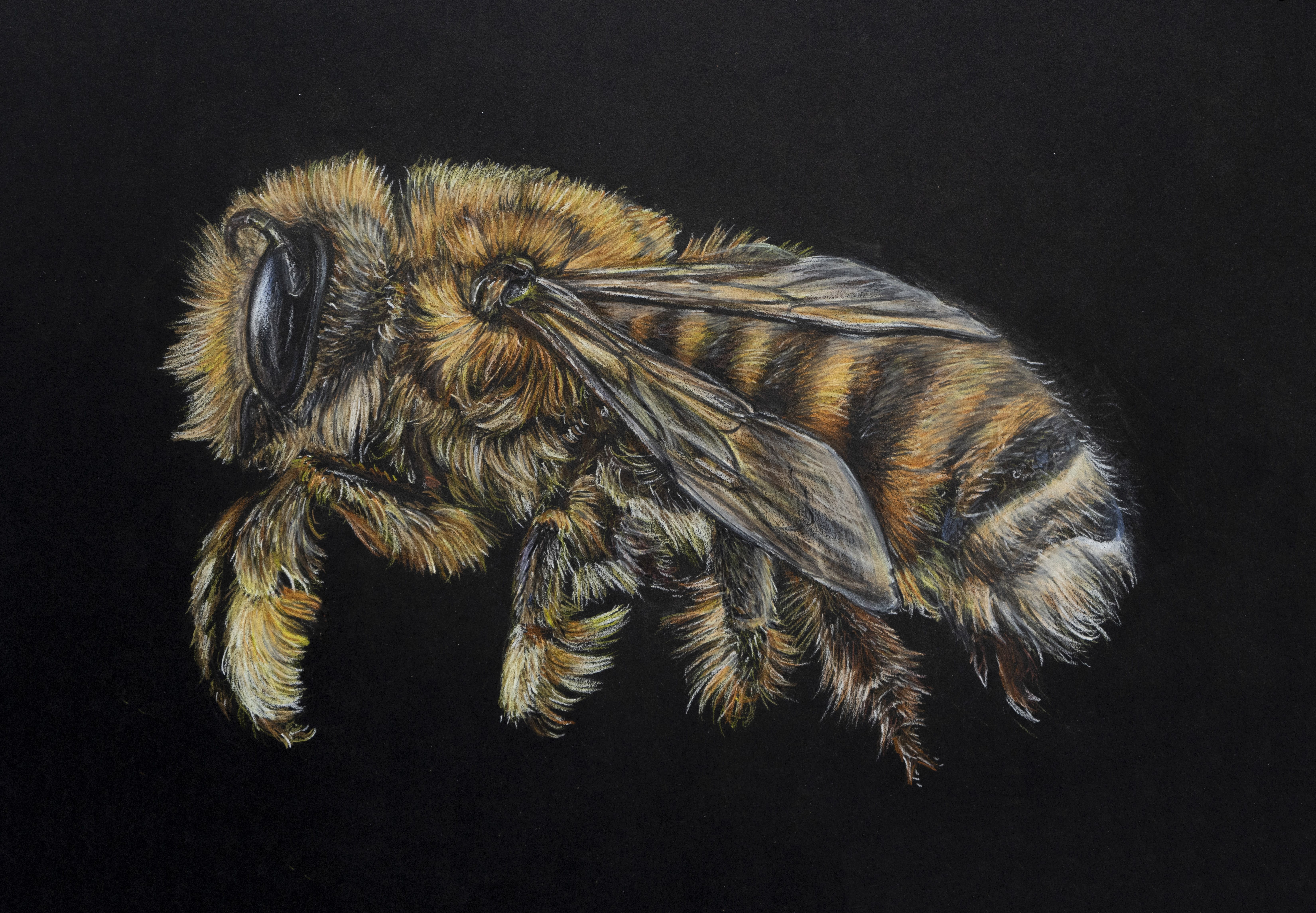 Artists Who Create Artworks Of Insects The Arty Teacher   Bee3 