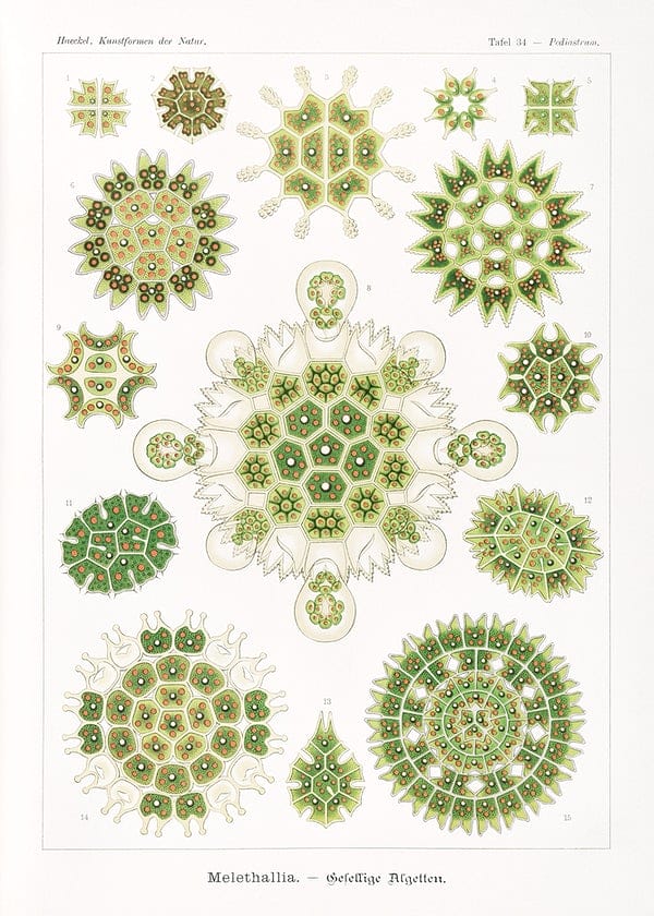 Ernst Haeckel Natural Forms