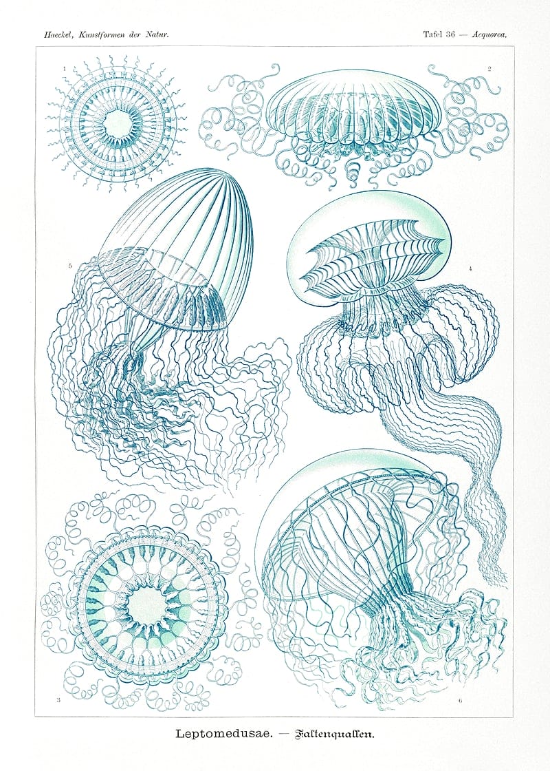 Ernst Haeckel Jelly Fish