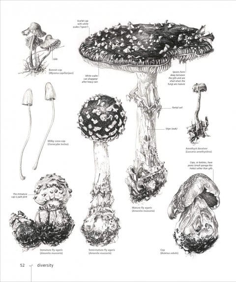 Natural Forms Fungi