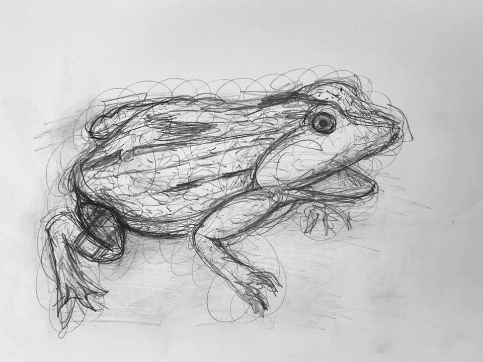 Gestural drawing of a frog
