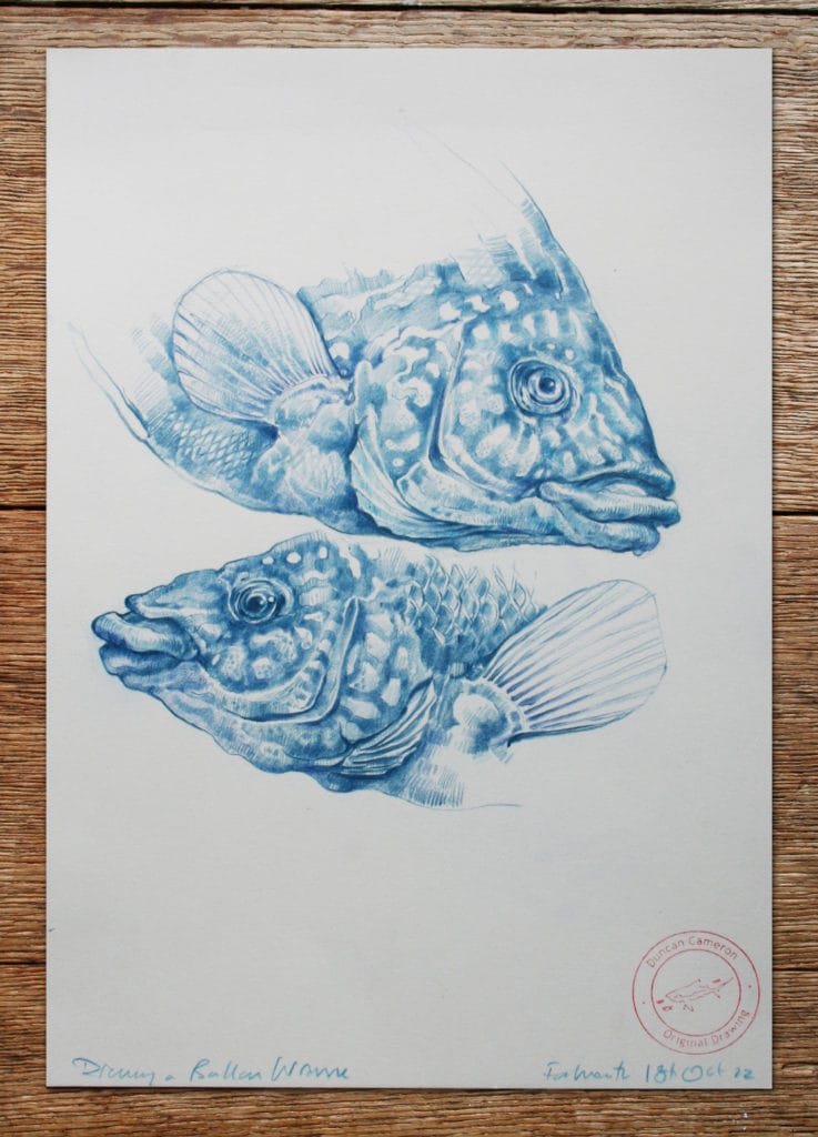 Drawing marine life