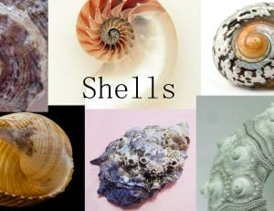 Shells Photobank