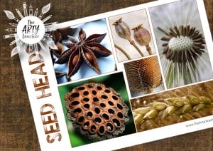 Seed Heads Reference Sheet