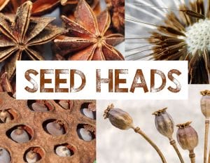 Seed Heads Photobank