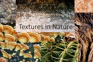 Textures in Nature