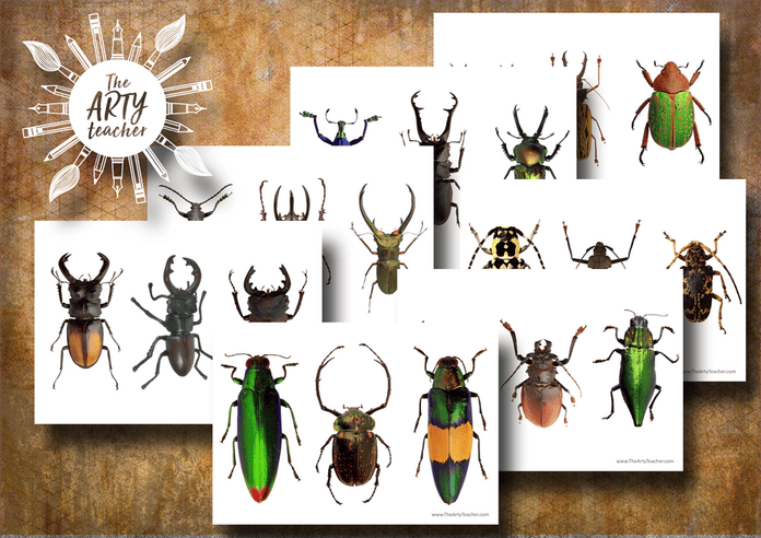 Beetles Art Resource