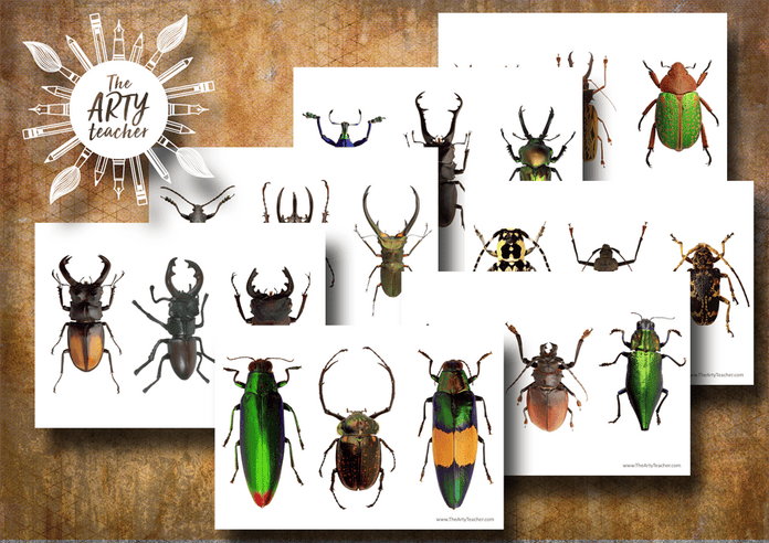 Colourful Beetles Cover Beetles Art Resource
