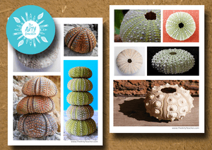 Urchin Shells Art Resource Sheets