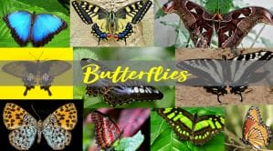 Butterflies Image Bank