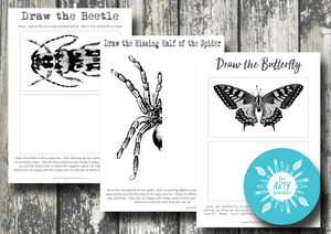 Drawing Insects – 3 Activities Pack