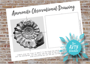 Ammonite Observational Drawing 2