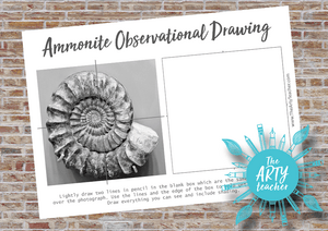 Ammonite Observational Drawing