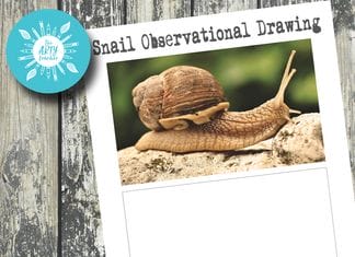 Observational Drawing of a Snail