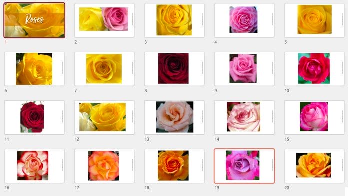 Roses Image Bank