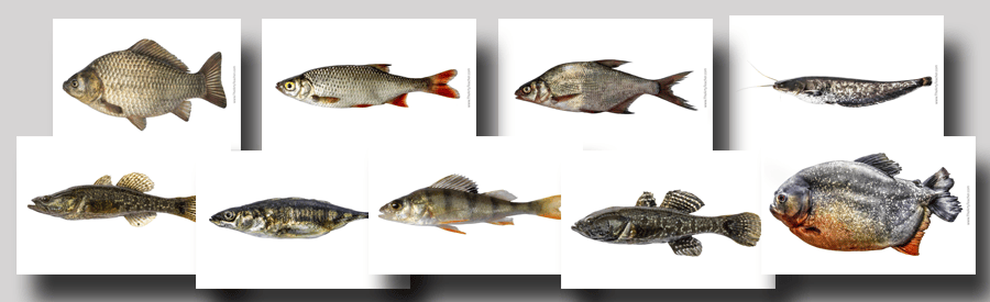 These fish are included in the download.