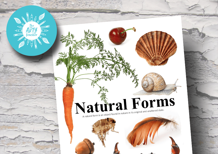 Natural Forms Images to Draw - The Arty Teacher