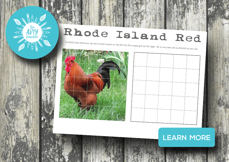 How to draw a rhode island red