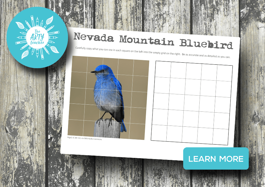 Draw a Nevada Mountain Bluebird.  The state bird for Nevada.