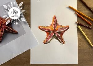 Watercolour & Coloured Pencil Starfish Art Lesson